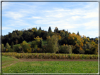 foto Paesaggi Autunnali tra le colline Fontesi